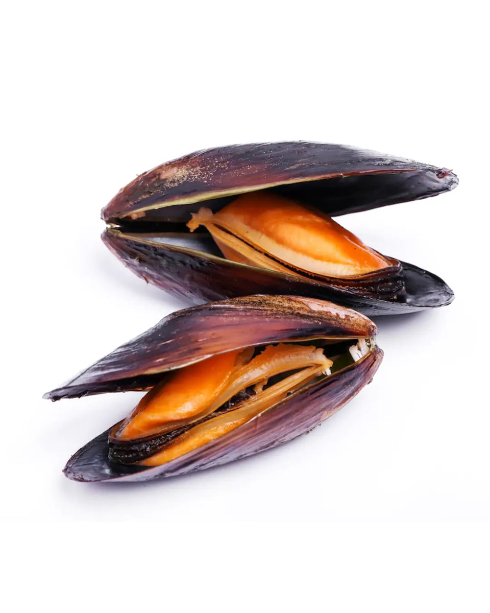 Fresh Half shell mussels new zealand Seafreshdxb