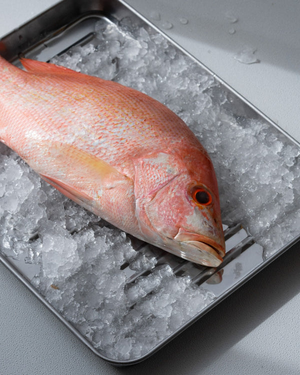 Fresh Wild Caught Red Snapper - Grade A