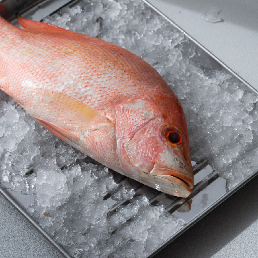 Fresh Wild Caught Red Snapper - Grade A