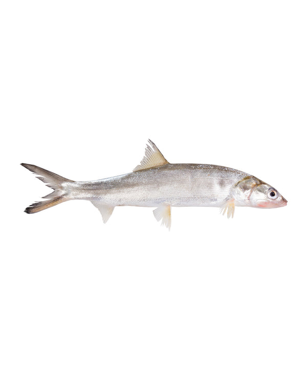 Fresh wild caught Lady Fish - Grade A