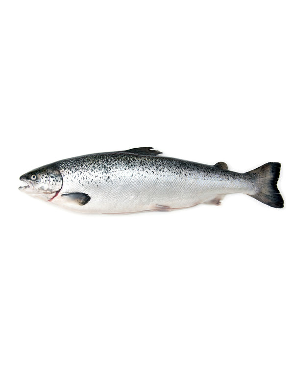 Fresh premium whole Salmon Norwegian- Sushi Grade A (2.5 kg)