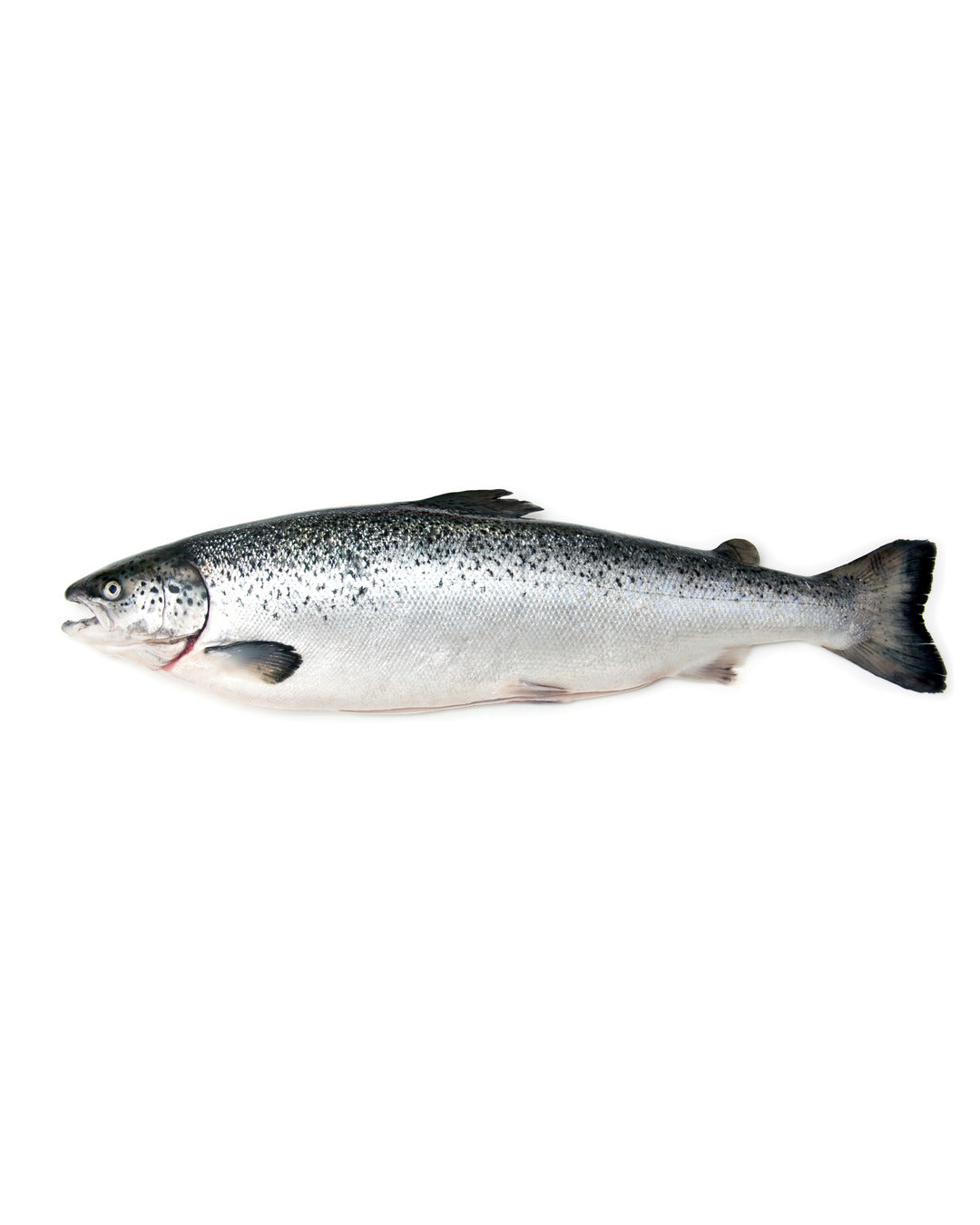 Fresh premium large whole Salmon Norwegian Sushi Grade A (4.5 Kg)