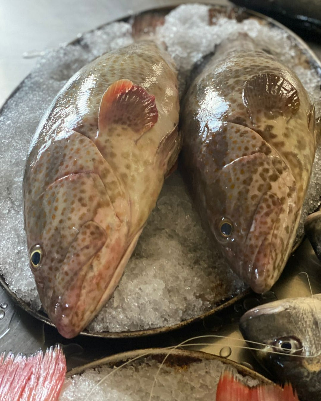 Fresh Wild caught Whole Hamour- Grade A