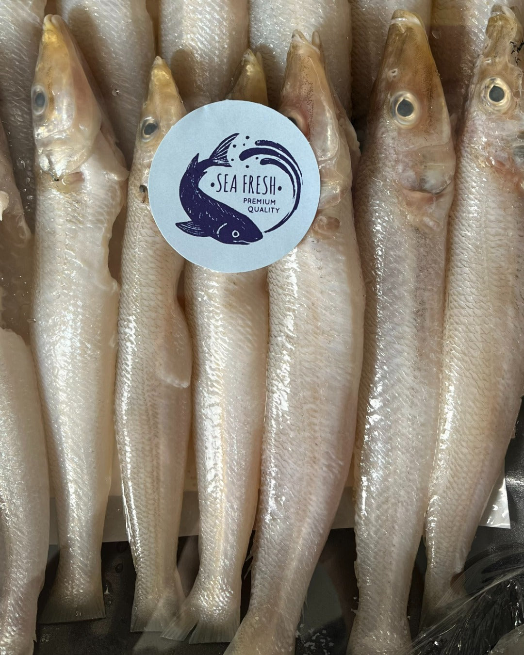 Fresh wild caught Lady Fish - Grade A