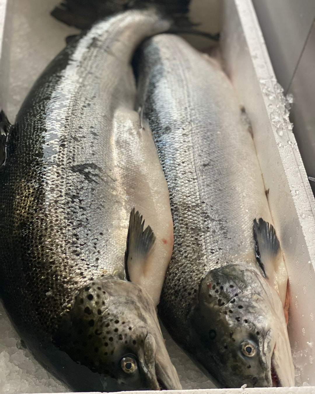 Fresh premium whole Salmon Norwegian- Sushi Grade A (2.5 kg)