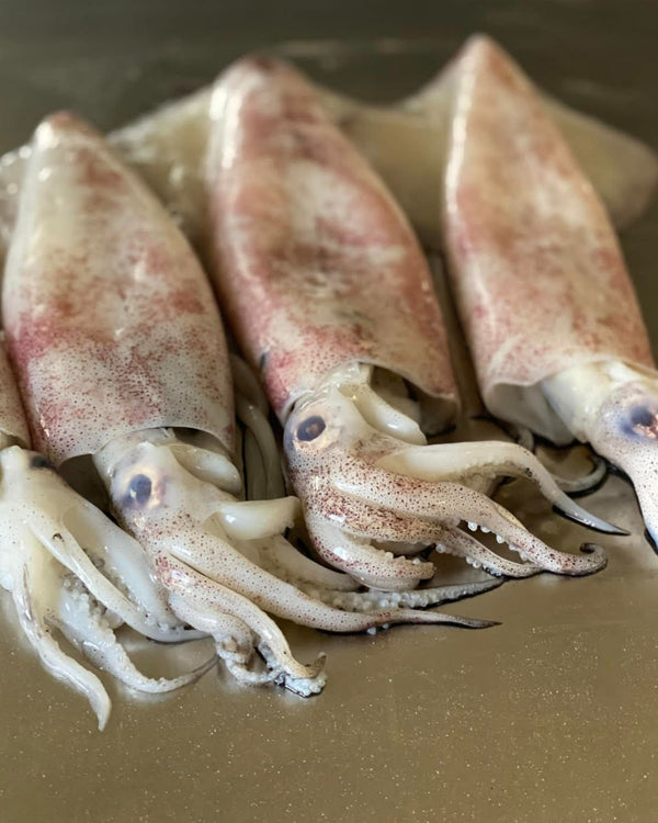 Fresh Medium Whole Squid Local  <br> (3 Pieces)