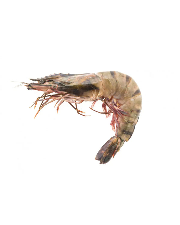 Fresh Small Premium Shrimps Grade A with Marination Options