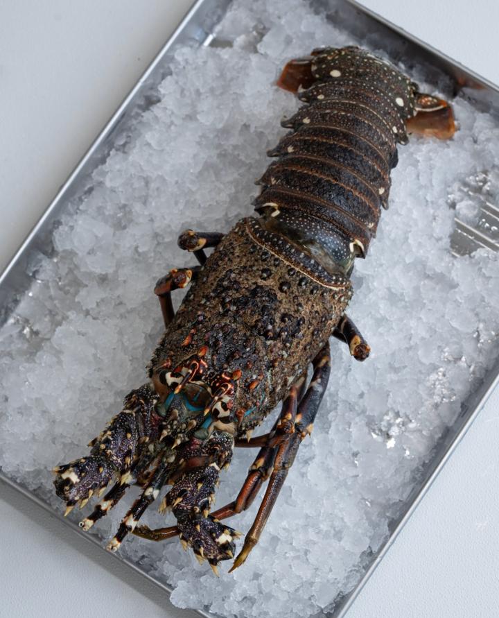 Wild Medium whole Lobster Oman- Grade A (1 piece)