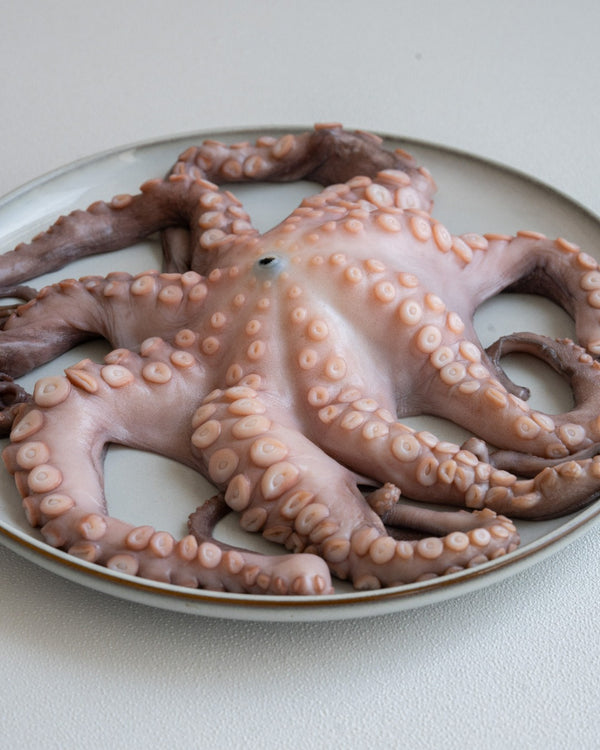 Wild Fresh Whole Octopus - Grade A