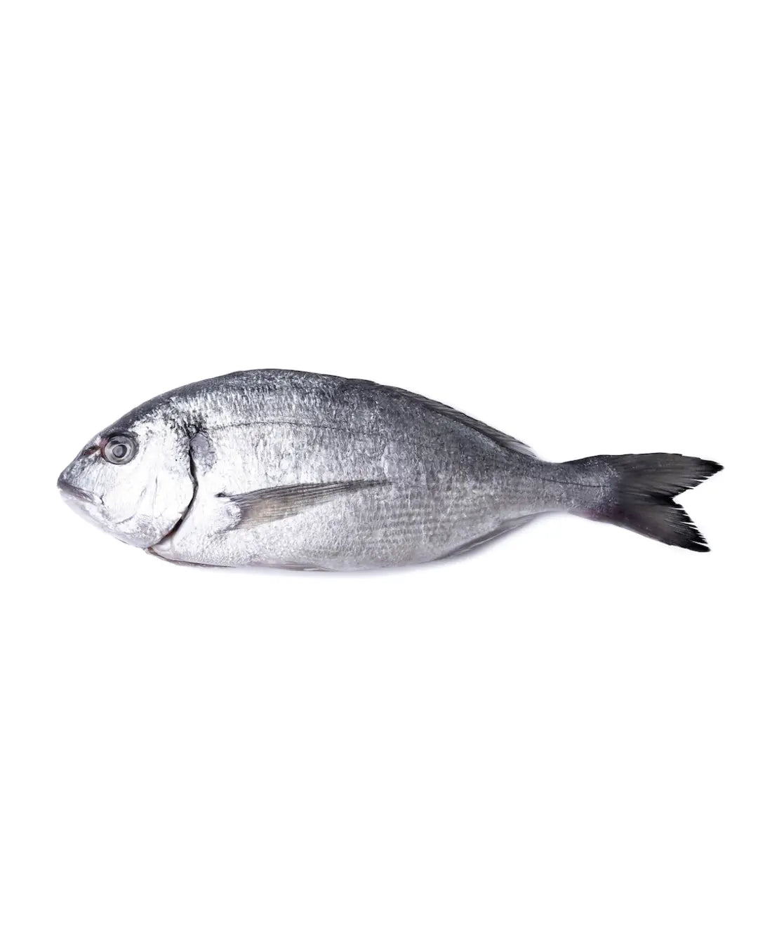 Fresh Premium Whole Sea Bream Grade A Turkey with Marination Options (1 Piece)