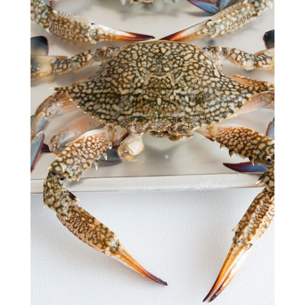 Fresh Whole Female Crabs Grade A Local with Marination Options (2-3 Pieces)