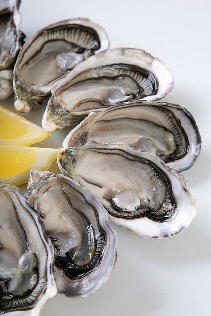 Oysters