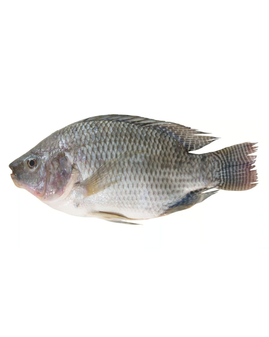 Fresh Whole Tilapia Egypt with Marination Options (1 Piece)