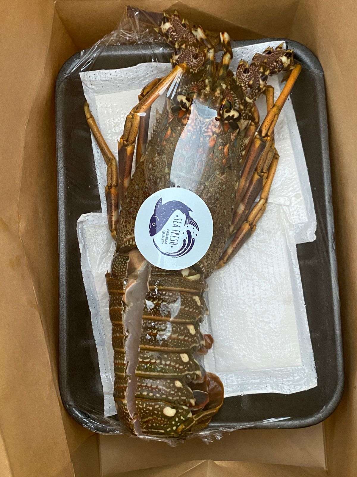 Wild Medium whole Lobster Oman- Grade A (1 piece)