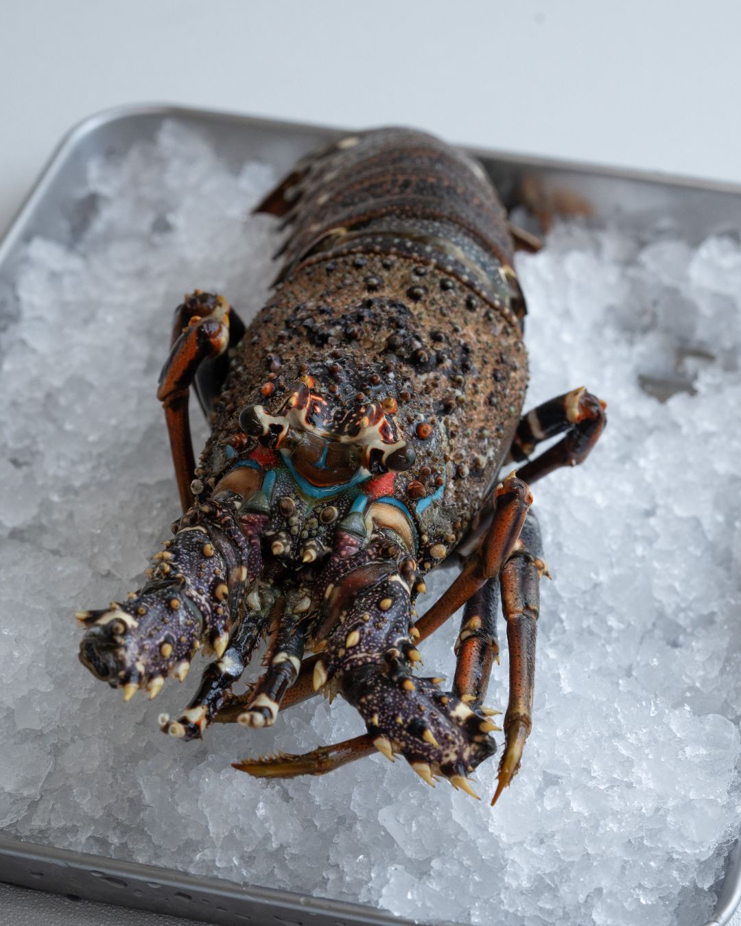 Wild Large whole Lobster Oman - Grade A (1 piece)